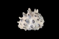 藏品(白齒岩螺)的圖片